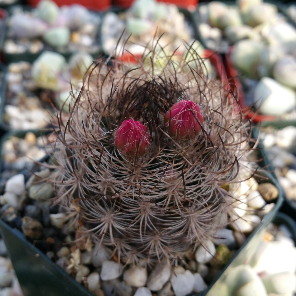 Neoporteria bicolor or Eriosyce islayensis