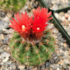 Parodia tredecimcostata