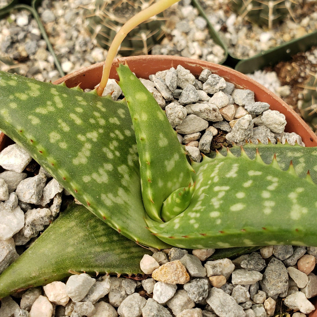 Aloe greatheadii davyana
