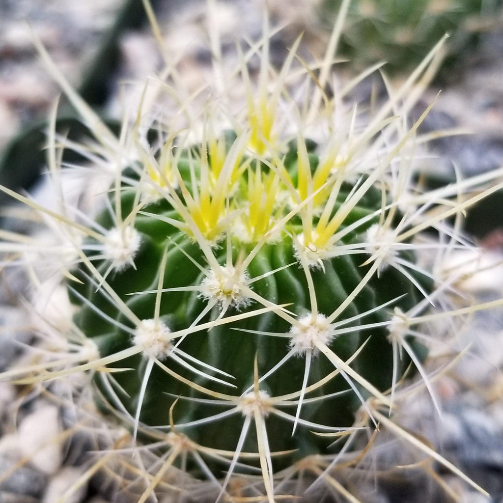 Echinofossulocactus longispinus