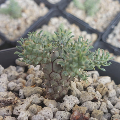 Euphorbia atroviridis