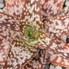 Aloe african hybrid