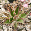 Hybrid Mother of Millions ‘Kalanchoe houghtonii’