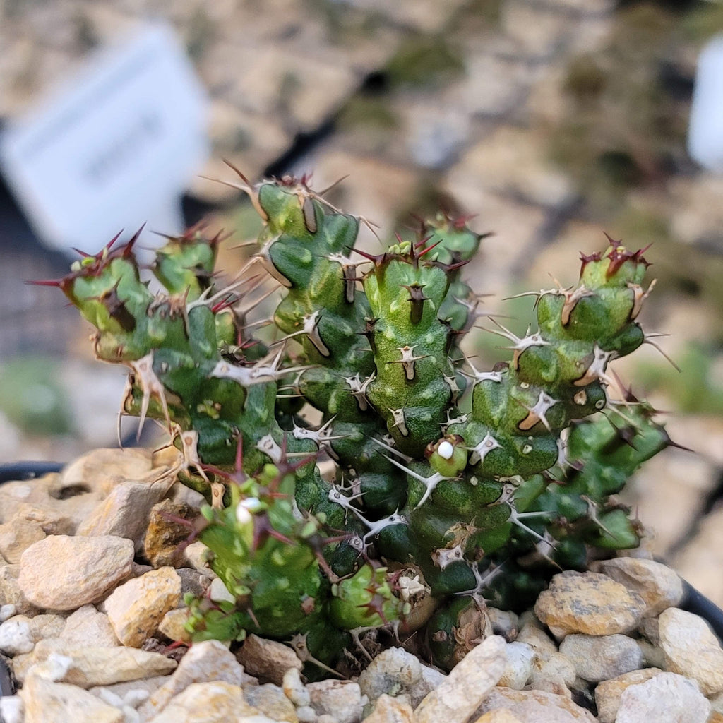 Euphorbia lenewtonii