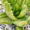 Golden Toothed Aloe - Aloe nobilis variegata