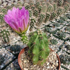 Echinocereus Enneacanthus Strawberry Cactus