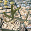 Jellyfish Head - Euphorbia stellata