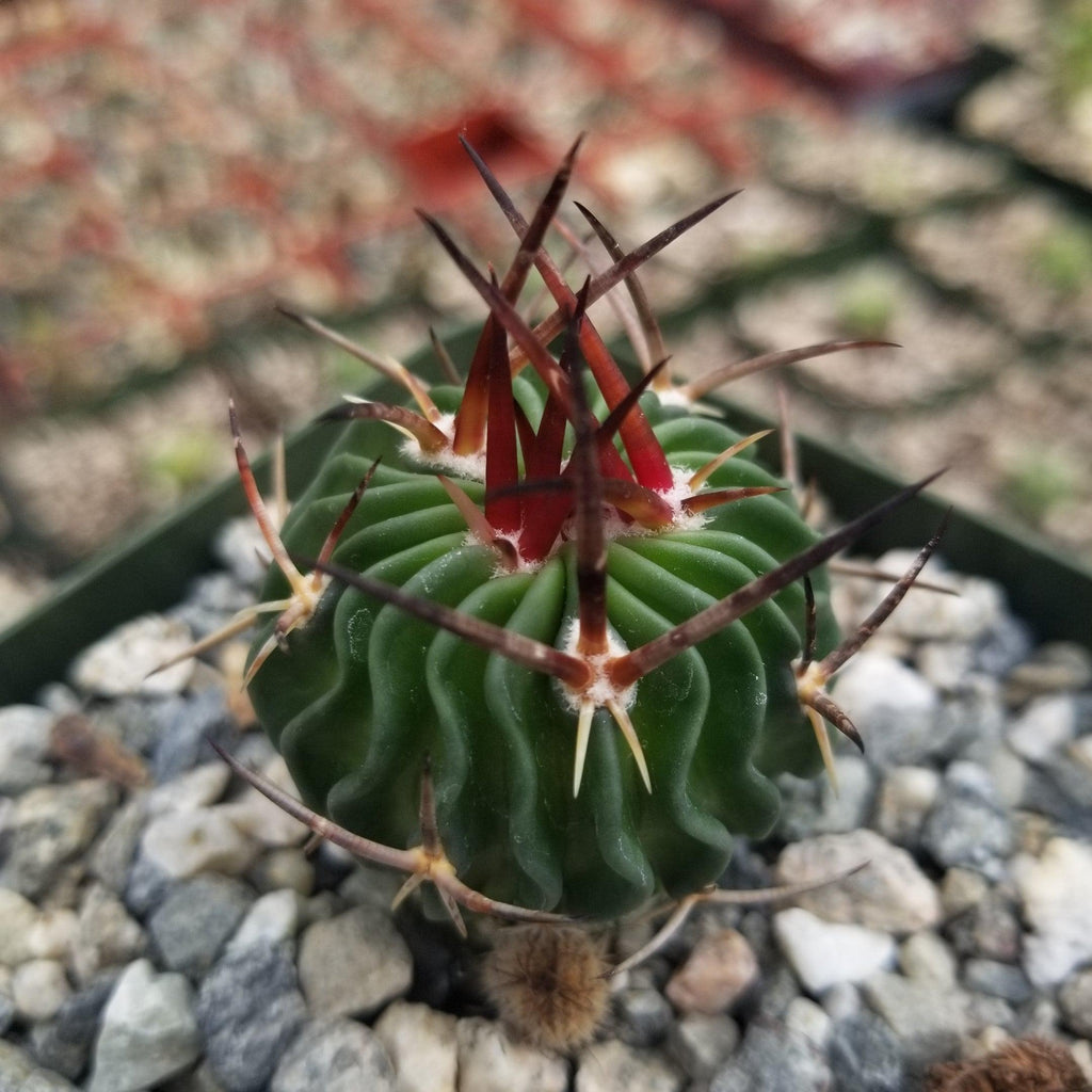 Echinofossulocactus Ri8