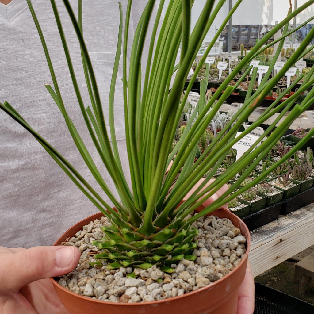 Agave geminiflora Large