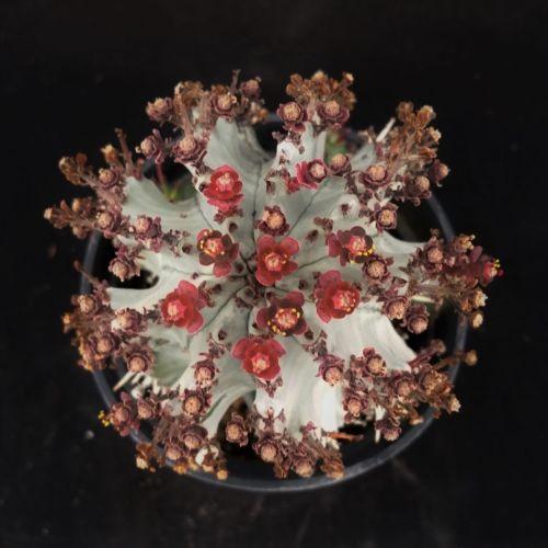 Euphorbia horrida hybrid