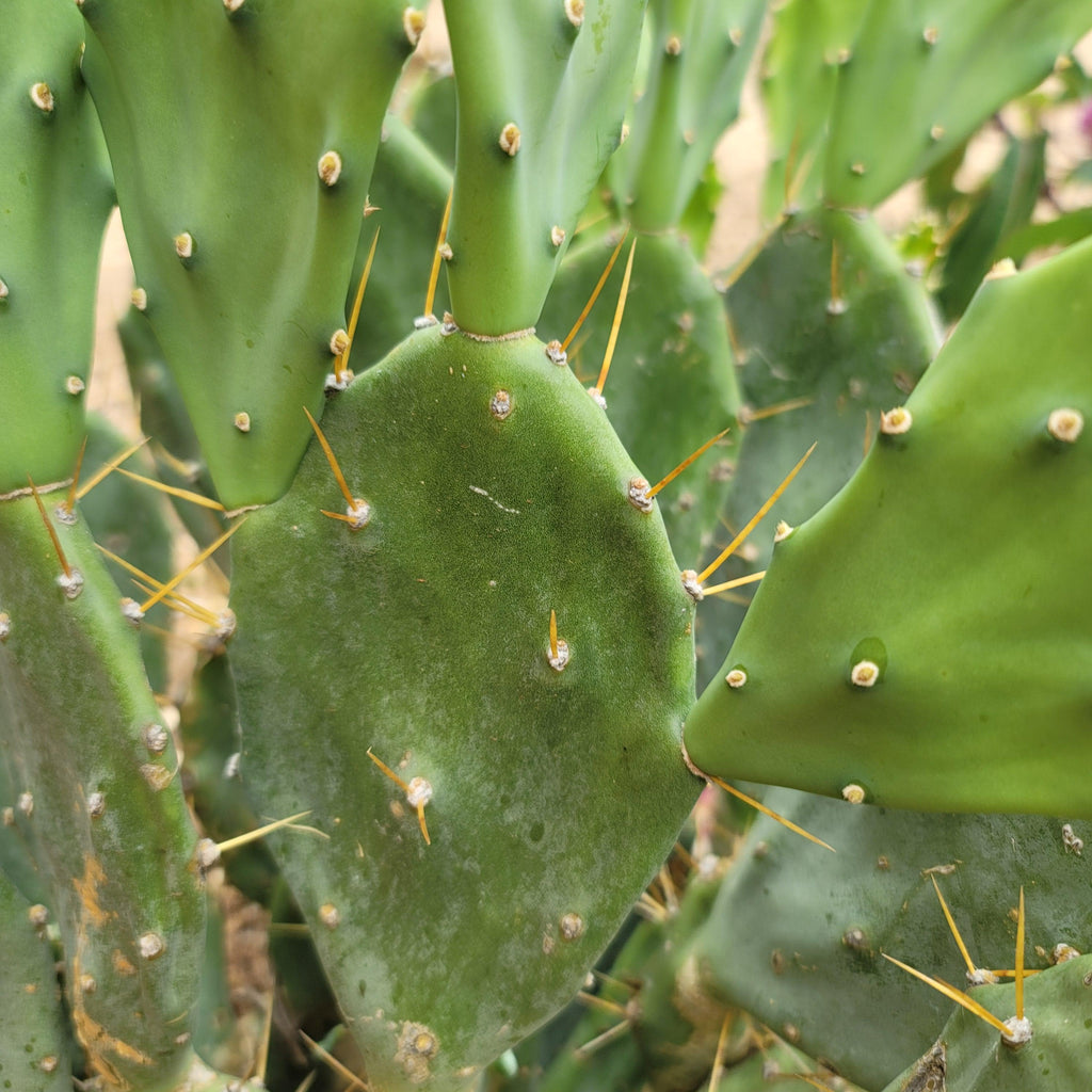 Opuntia Desert Ace Pad