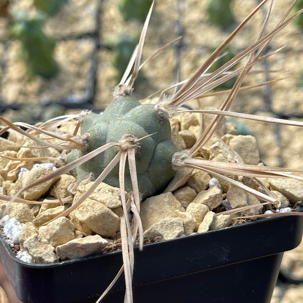Tephrocactus aoracanthus