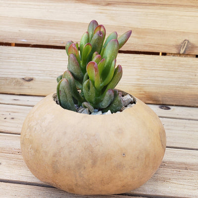 4 inch DIY Succulent Gourd Centerpiece arrangement