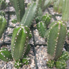 Echinocereus gentry