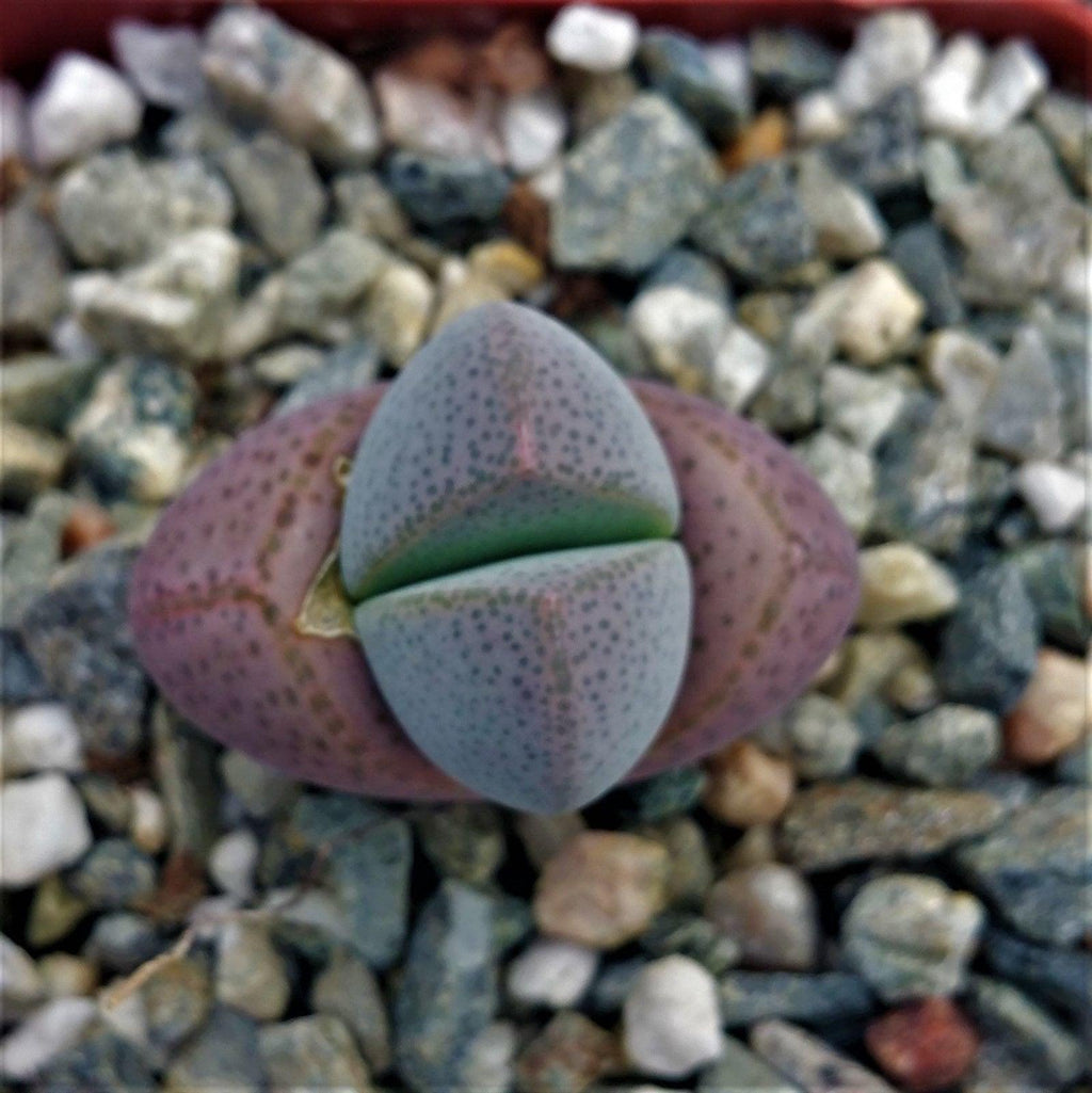 Dinteranthus microspermus puberulus