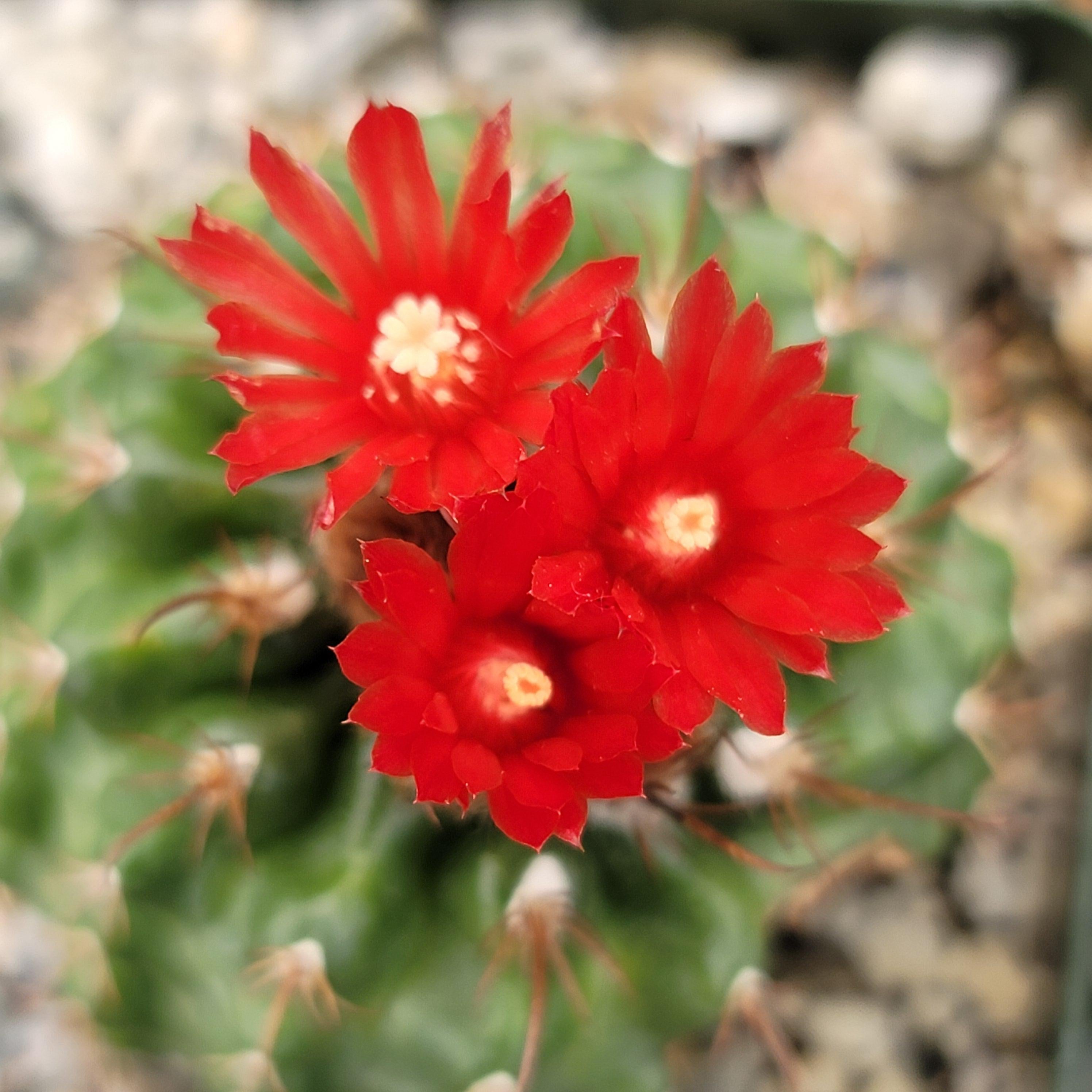 Parodia tredecimcostata