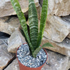 Mother in Law Plant ‘Sansevieria trifasciata’ Snake Plant