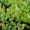 Ripple Jade - Crassula arborescens &