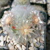 Mammillaria bocasana v. multilanata