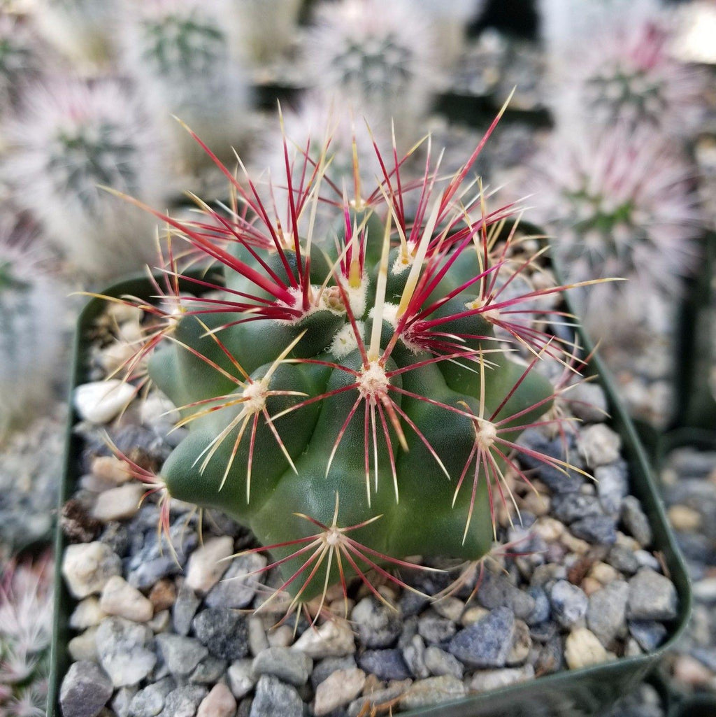 Thelocactus bueckii