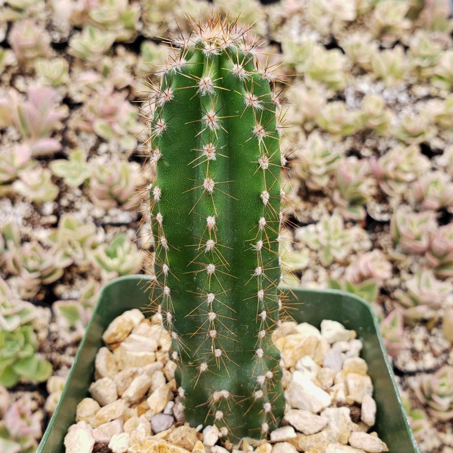 Peruvian Apple Cactus 'Cereus repandus'