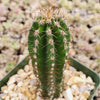 Peruvian Apple Cactus &