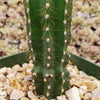 Peruvian Apple Cactus &