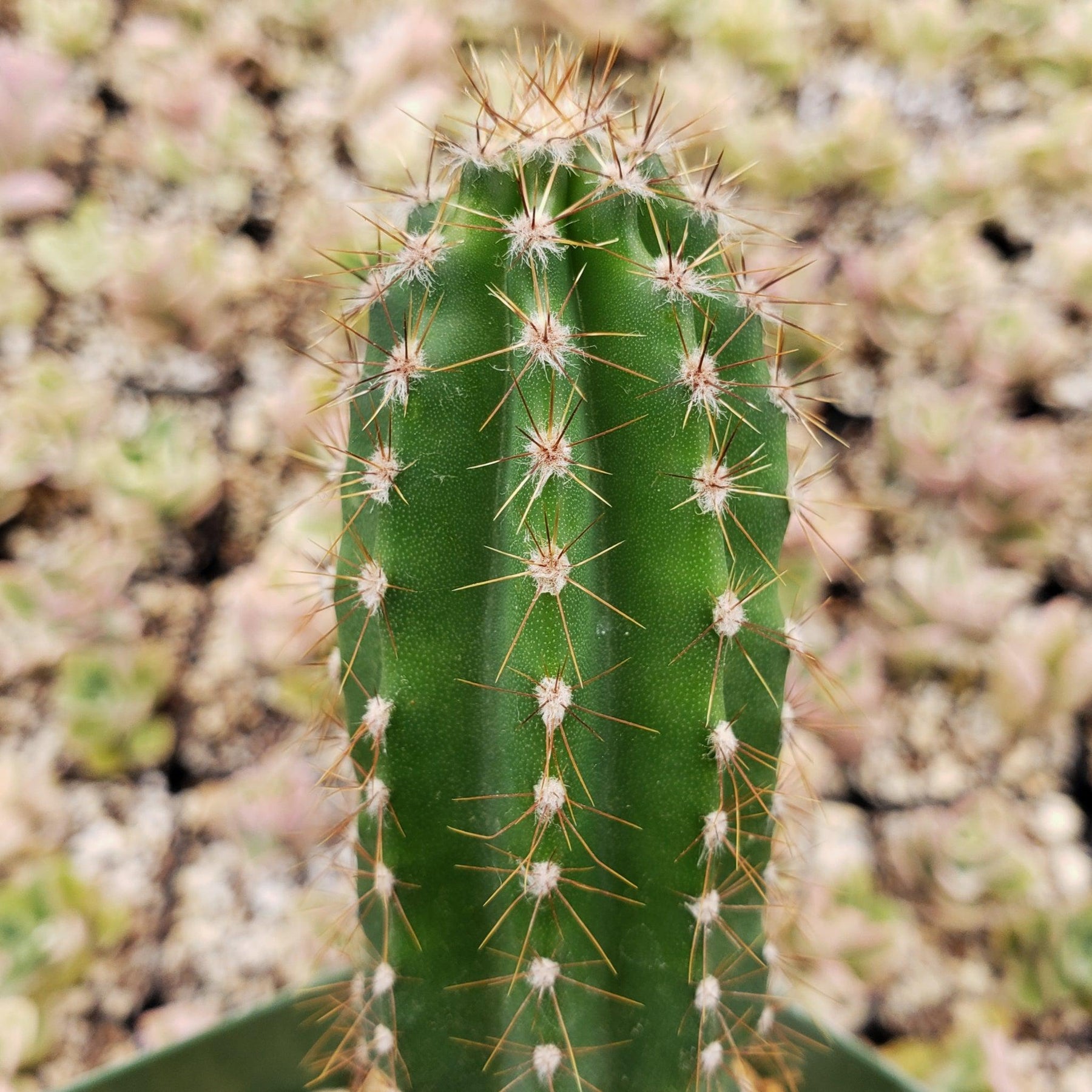 Peruvian Cactus Get