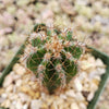 Peruvian Apple Cactus &