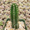 Peruvian Apple Cactus &