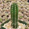 Peruvian Apple Cactus &