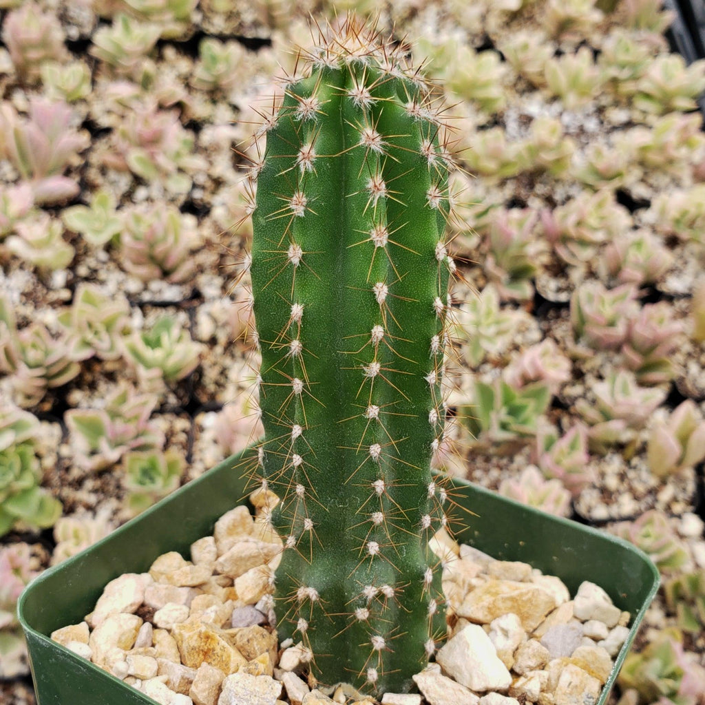 Peruvian Apple Cactus &