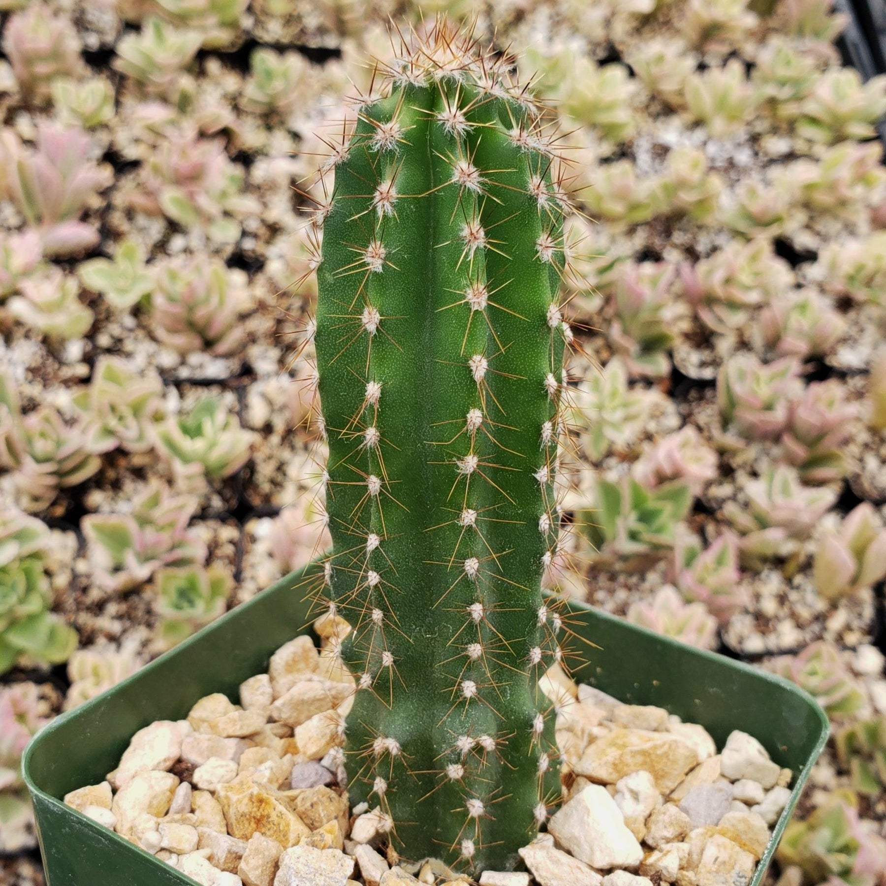 Peruvian Cactus Get