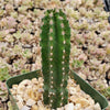 Peruvian Apple Cactus &