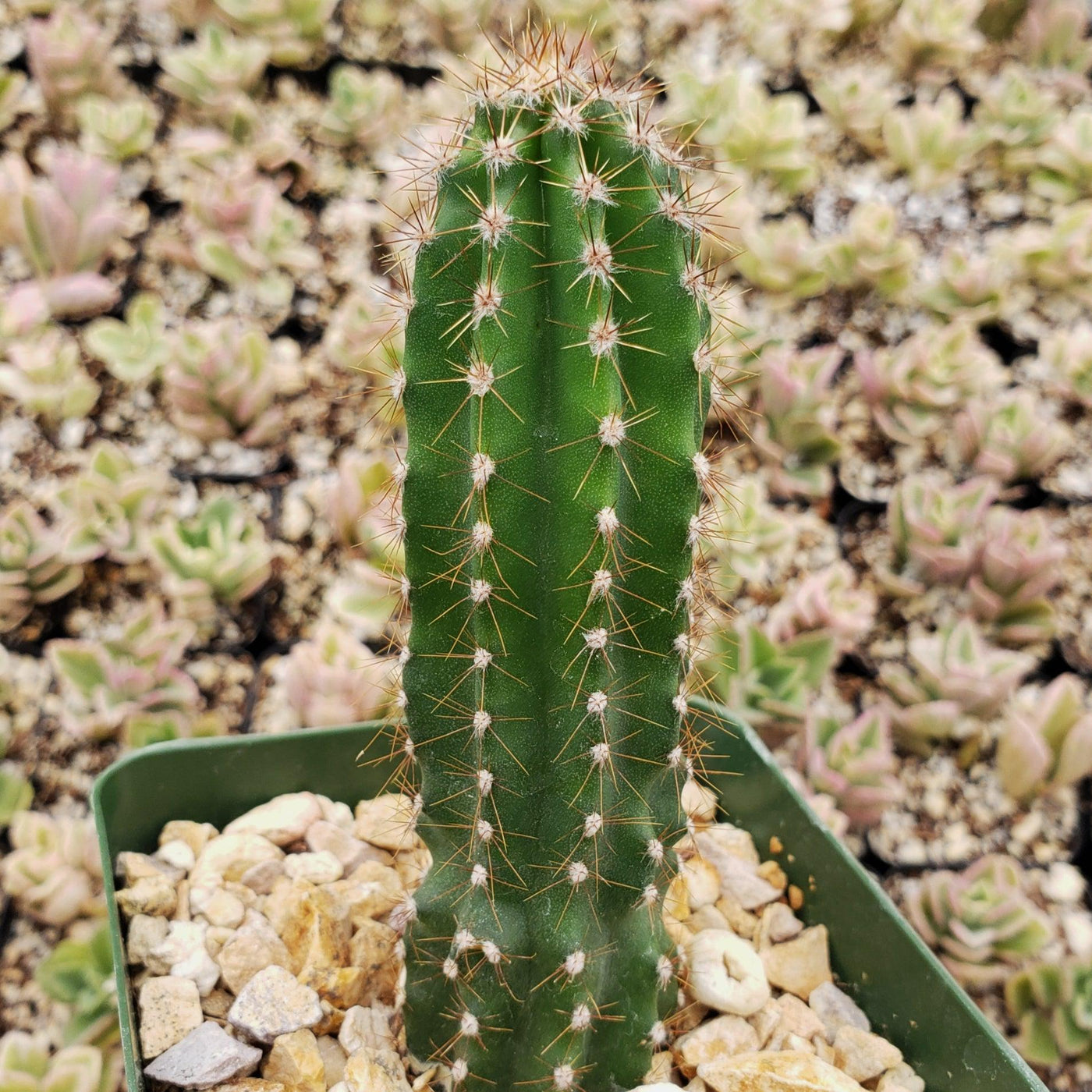 Peruvian Cactus Get