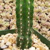 Peruvian Apple Cactus &