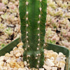 Peruvian Apple Cactus &