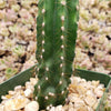 Peruvian Apple Cactus &