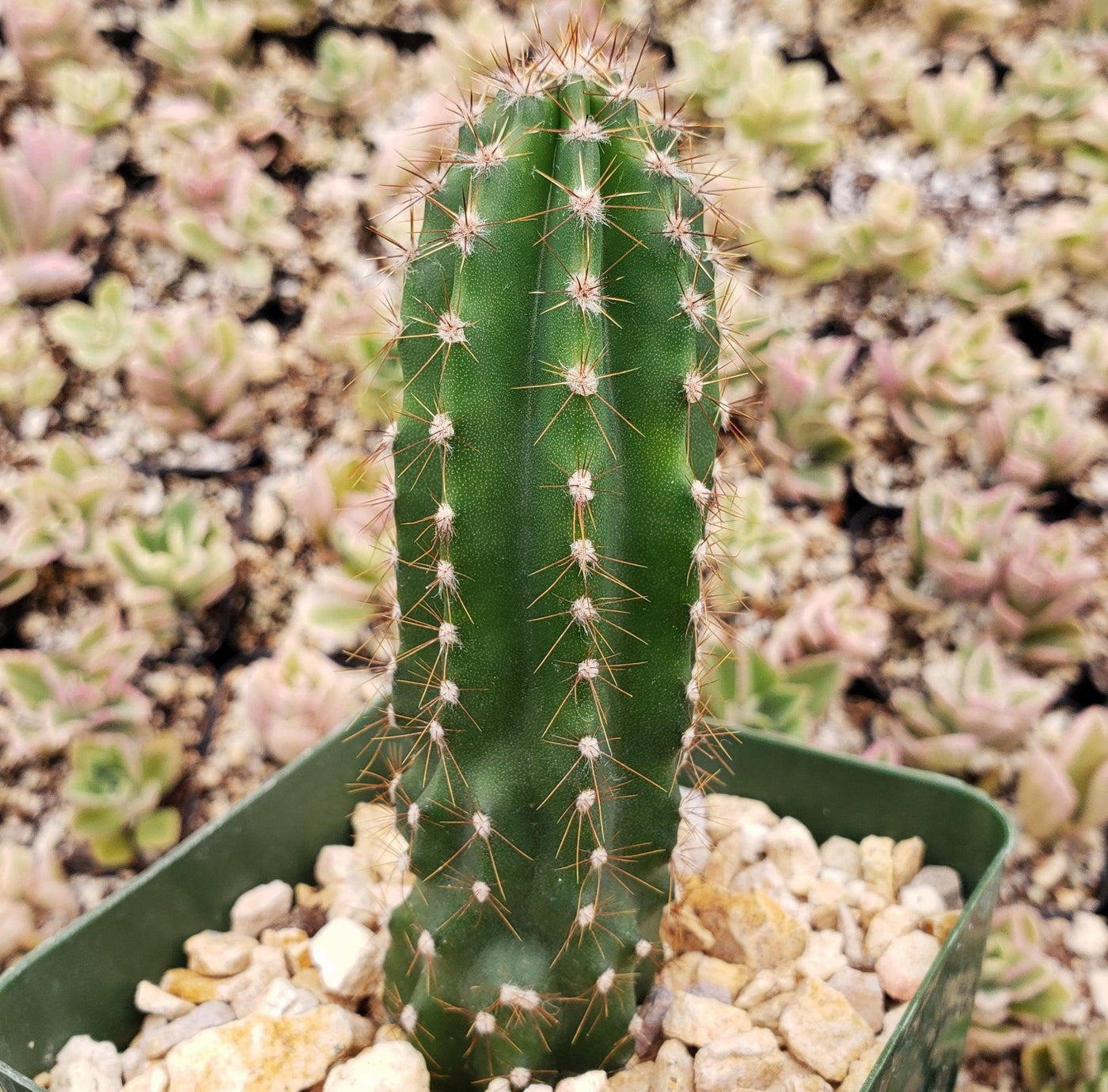 Peruvian Cactus Get