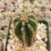 Peruvian Apple Cactus &