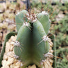 Hedge Cactus – Cereus hildmannianus