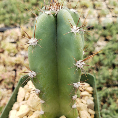 Apple Cactus - Cereus peruvianus