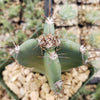 Hedge Cactus – Cereus hildmannianus