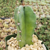 Hedge Cactus – Cereus hildmannianus