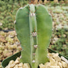 Hedge Cactus – Cereus hildmannianus