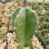 Hedge Cactus – Cereus hildmannianus