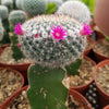 Mammillaria SP Grafted Large