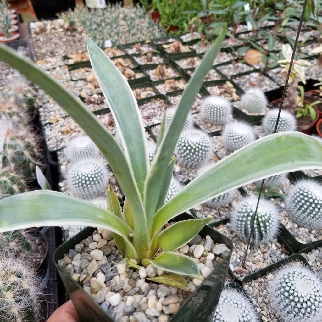 Variegated Caribbean Agave ‘Agave angustifolia marginata’