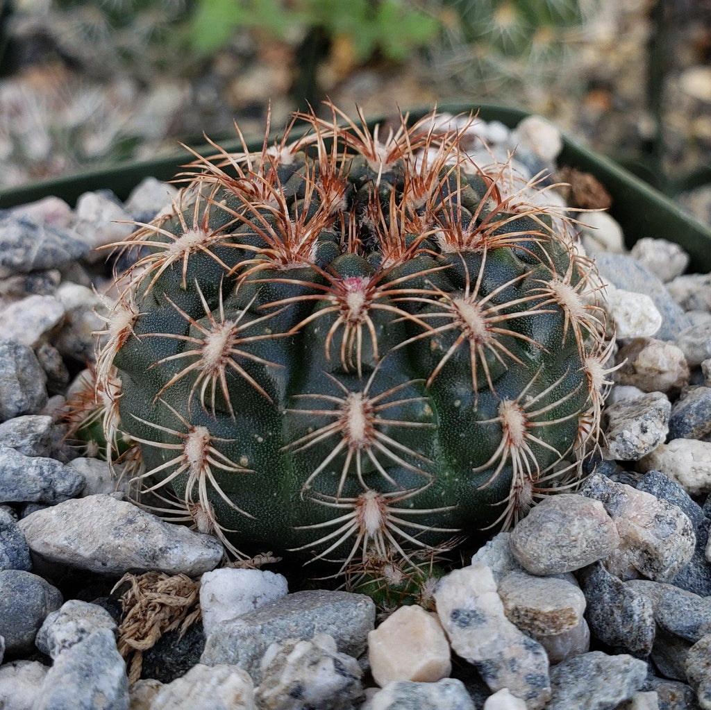 Gymnocalycium mesopotamicum