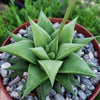 Haworthia rigida